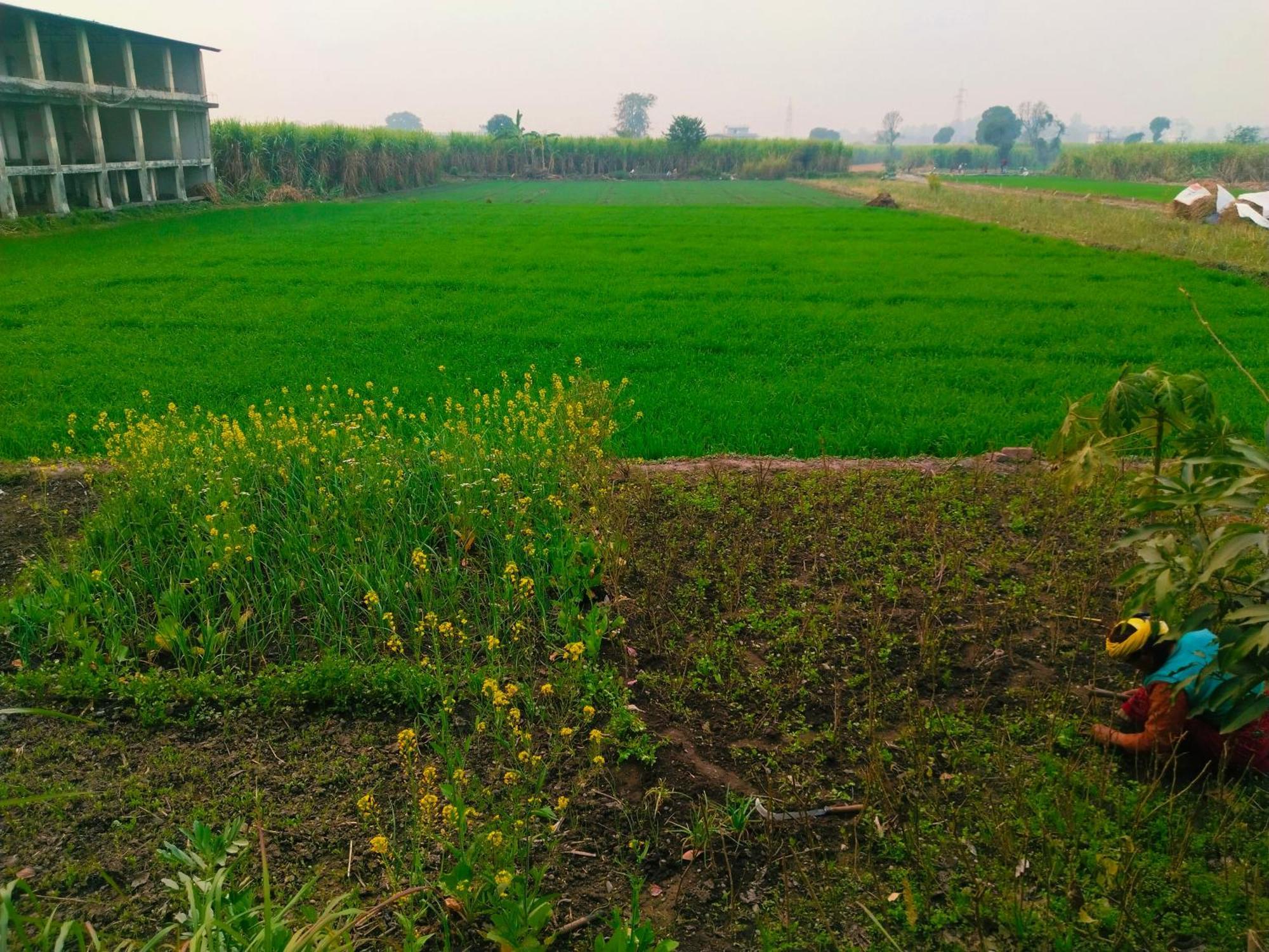 Airport Luxury Nature Homestay- Near Jolly Grant Airport Dehradun Doiwāla Eksteriør bilde
