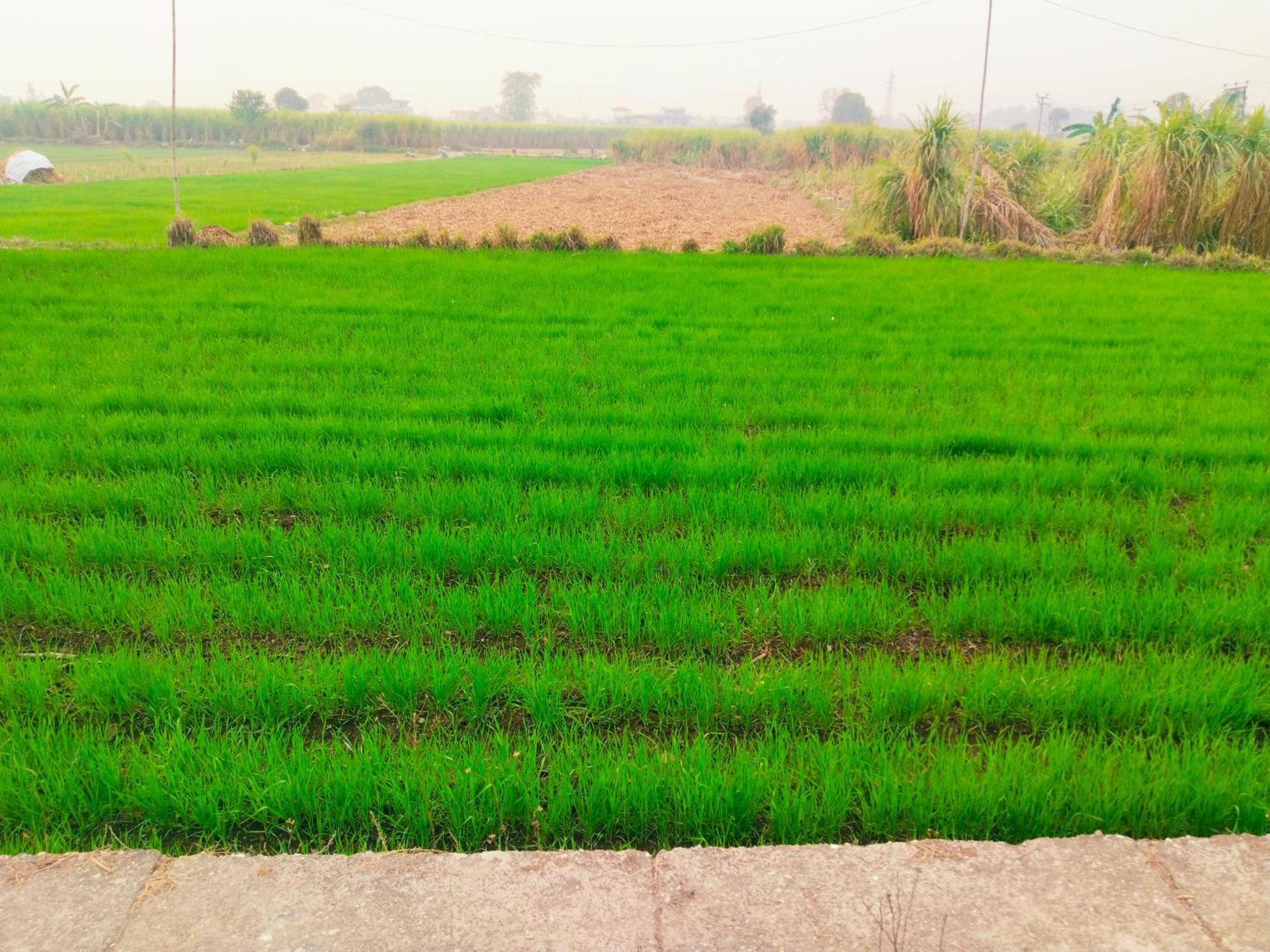 Airport Luxury Nature Homestay- Near Jolly Grant Airport Dehradun Doiwāla Eksteriør bilde